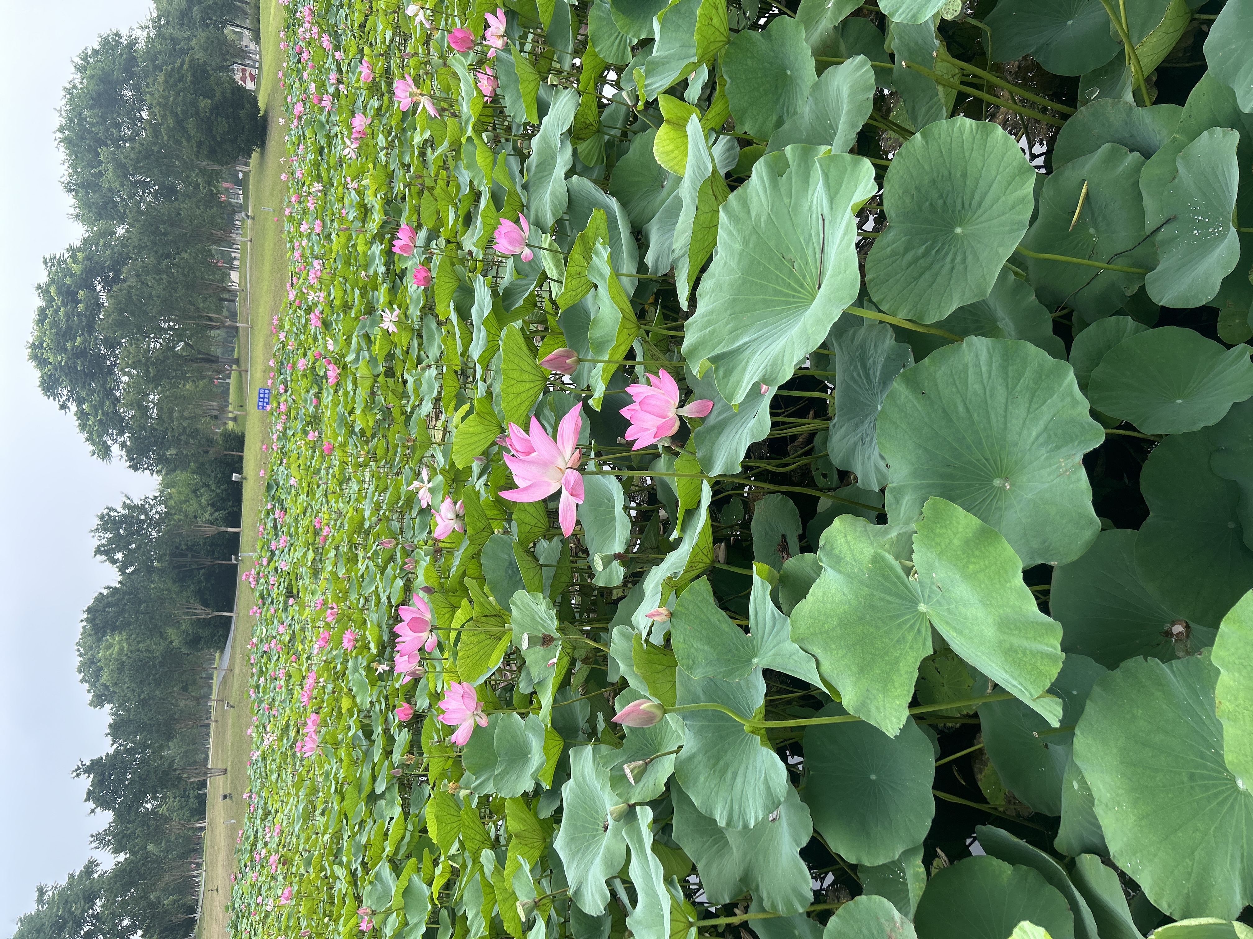 VICTORIATOURIST运动包男干湿分离游泳包篮球包足球背包训练健身束口抽绳双肩背包 实拍图