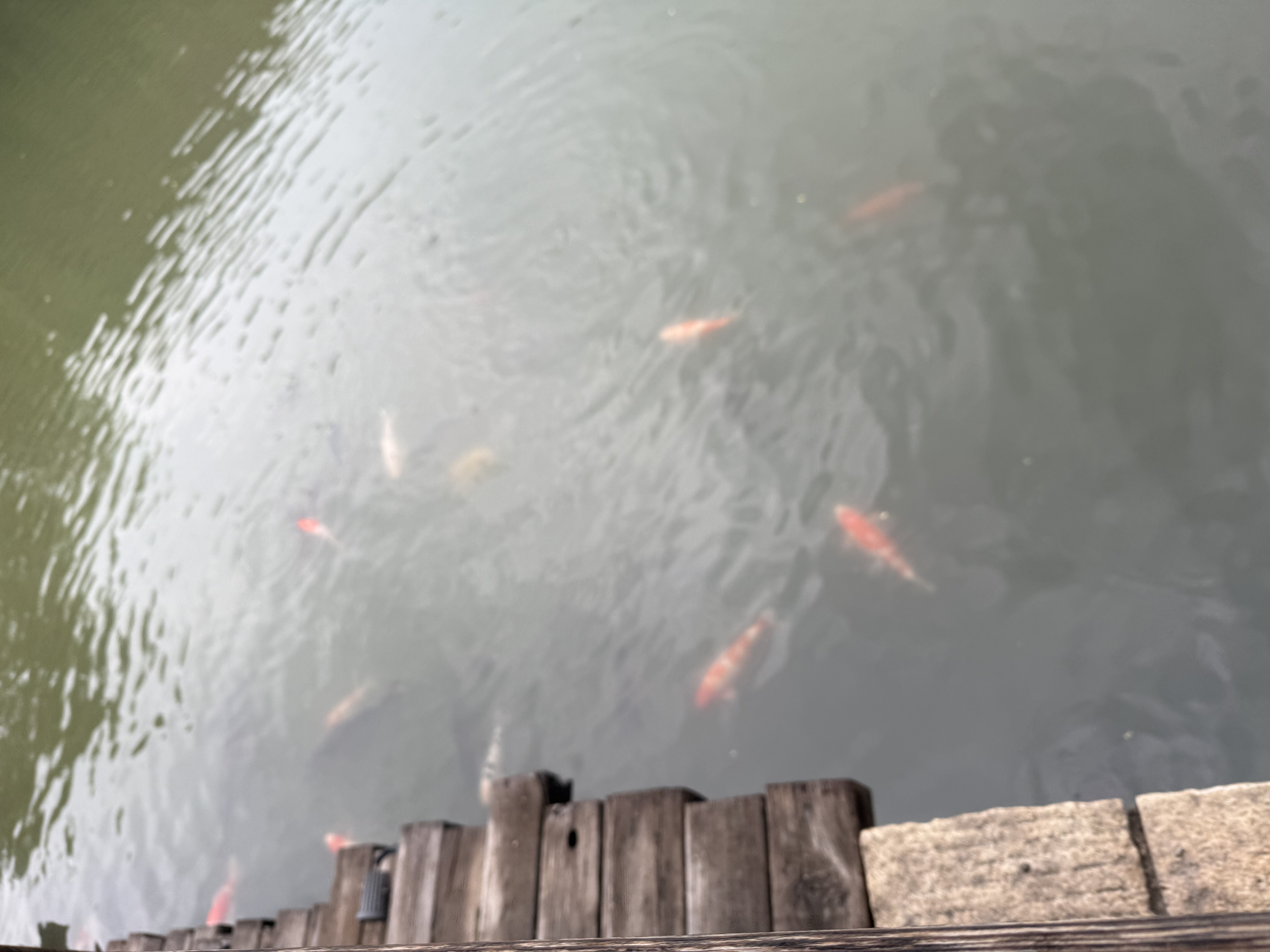 鲁花【保真菜籽油】低芥酸特香菜籽油 2L 物理压榨【京东品酒会同款】 实拍图