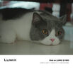 松下（Panasonic）Lumix G100D M43画幅相机 M43卡口 微单相机 无反数码相机 G100D单机+【25mmF1.7】单镜头定焦 实拍图