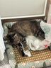licheers猫狗窝凉席小型犬宠物猫咪睡垫夏季床垫泰迪中大型犬狗垫子 M号 实拍图