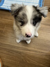 MAG【DHA母乳配方】 狗狗幼犬羊奶粉 犬用成年老年犬宠物奶粉400g 实拍图