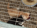 亿迪 猫粮幼猫成猫10斤全价国产布偶流浪猫蓝猫英短全阶段专用 实拍图