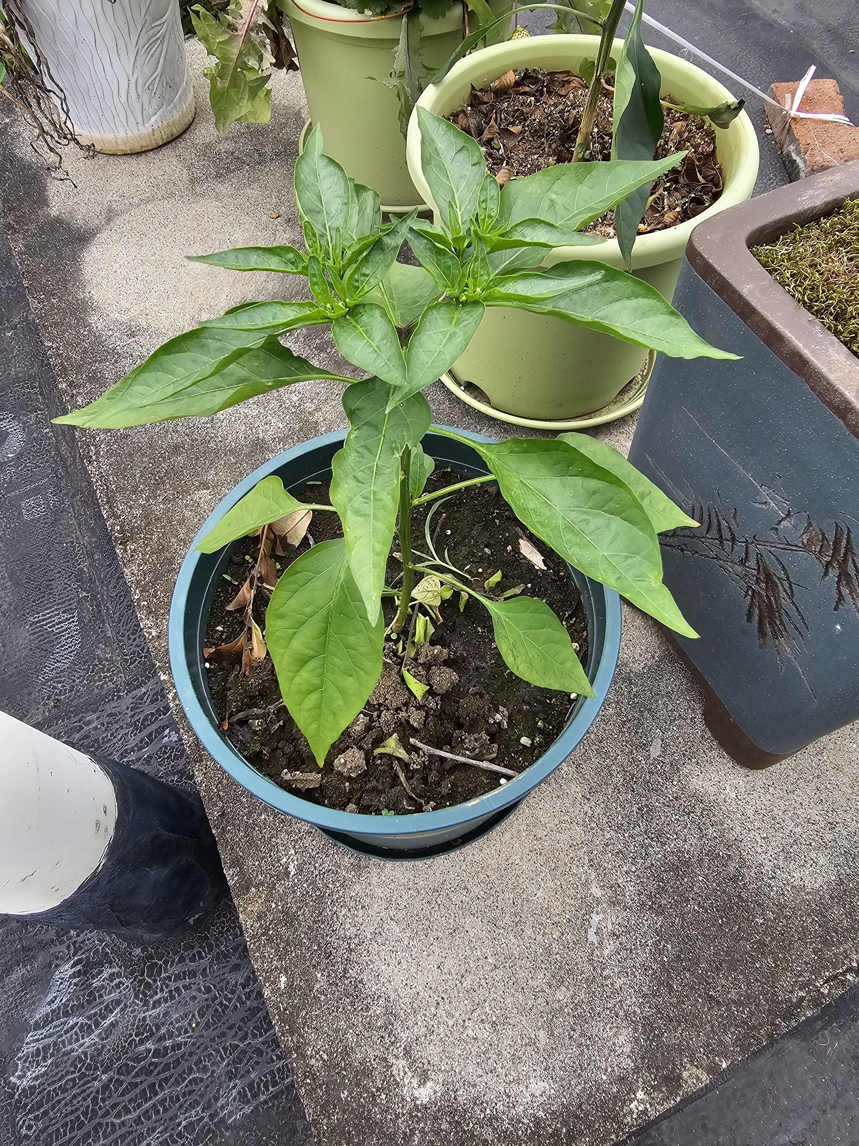 墨斗鱼花盆加仑盆加厚高款2加仑*3多肉绿萝月季盆栽树脂塑料简约带托盘 实拍图