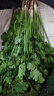 带根香菜100g 实拍图