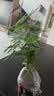 文竹盆栽绿植花卉盆景植物室内客厅水培文松云竹文竹大苗四季常青 小文竹【3棵性价比高】原土球发货 高度15-25cm 实拍图