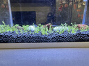 BESSN贝森免洗水草泥鱼缸不浑水造景底砂营养土基肥5斤约2.4L 实拍图