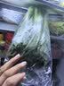 京鲜生&东升供港芥兰苗250g芥蓝 新鲜采摘炒菜火锅食材 广东源头直发 实拍图