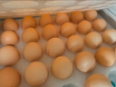 京鲜生 无抗保洁鲜鸡蛋30枚/盒 健康轻食 礼盒送礼 1.5kg/盒 源头直发 实拍图
