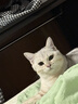 冠能猫粮室内成猫猫粮7kg 全价猫粮 添加膳食纤维 控制毛球 实拍图