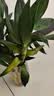 花翁富贵竹水培绿植招财转运室内客厅水养花卉盆栽植物文昌竹源头直发 实拍图