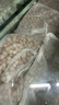 百因美鱼缸过滤材料水族过滤滤材过滤器培菌硝化细菌屋石英中空球 实拍图