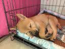 腆宠狗笼狗窝猫笼狗笼子中小型犬带厕所猫笼子大号家用室内狗围栏兔笼 实拍图