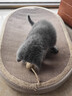 喵丽丝剑麻猫抓板猫窝一体耐磨不易掉屑猫咪玩具猫爪板耐抓四季通用抓盆 【冲量款】椭圆麻布贈猫薄荷 实拍图