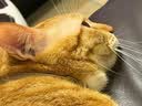 pidan经典混合猫砂 豆腐膨润土混合 3.6kg款8包装 实拍图
