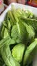 山东农家种植新鲜奶油小白菜时令蔬菜绿叶菜涮菜清脆巨嫩好吃 【泡沫箱发货-到手鲜】小白菜（2斤） 实拍图