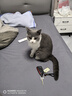 拜达尔宠物免洗手套猫咪狗狗专用湿巾去味洗澡幼犬干洗清洁除臭抑菌10片 实拍图