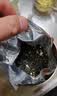 乐品乐茶茉莉花茶茶叶特级川派横县飘雪浓香绿茶新茶袋装250g自己喝送礼袋 实拍图