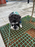 愛肯拿（ACANA）狗粮清火鸭肉梨成犬幼犬低敏去泪痕通用原装进口粮2kg效期27/8 实拍图