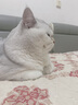 麦富迪猫粮 barf霸弗天然猫粮冻干成猫粮养胃增肌牛肉1.8kg【宠物金选】 实拍图