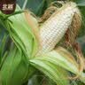 北蔬 白甜糯玉米种子苗早熟超甜大棒型 白玉糯909玉米种子200g约700粒 实拍图