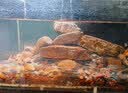 茨格曼鱼缸过滤棉专用过滤器白棉高密度加厚净化海绵水族箱生化过滤材料 实拍图