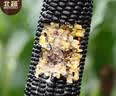 北蔬 黑甜糯玉米种子苗大棒可生食四季苞米种籽 昕糯9102玉米种子100g 实拍图