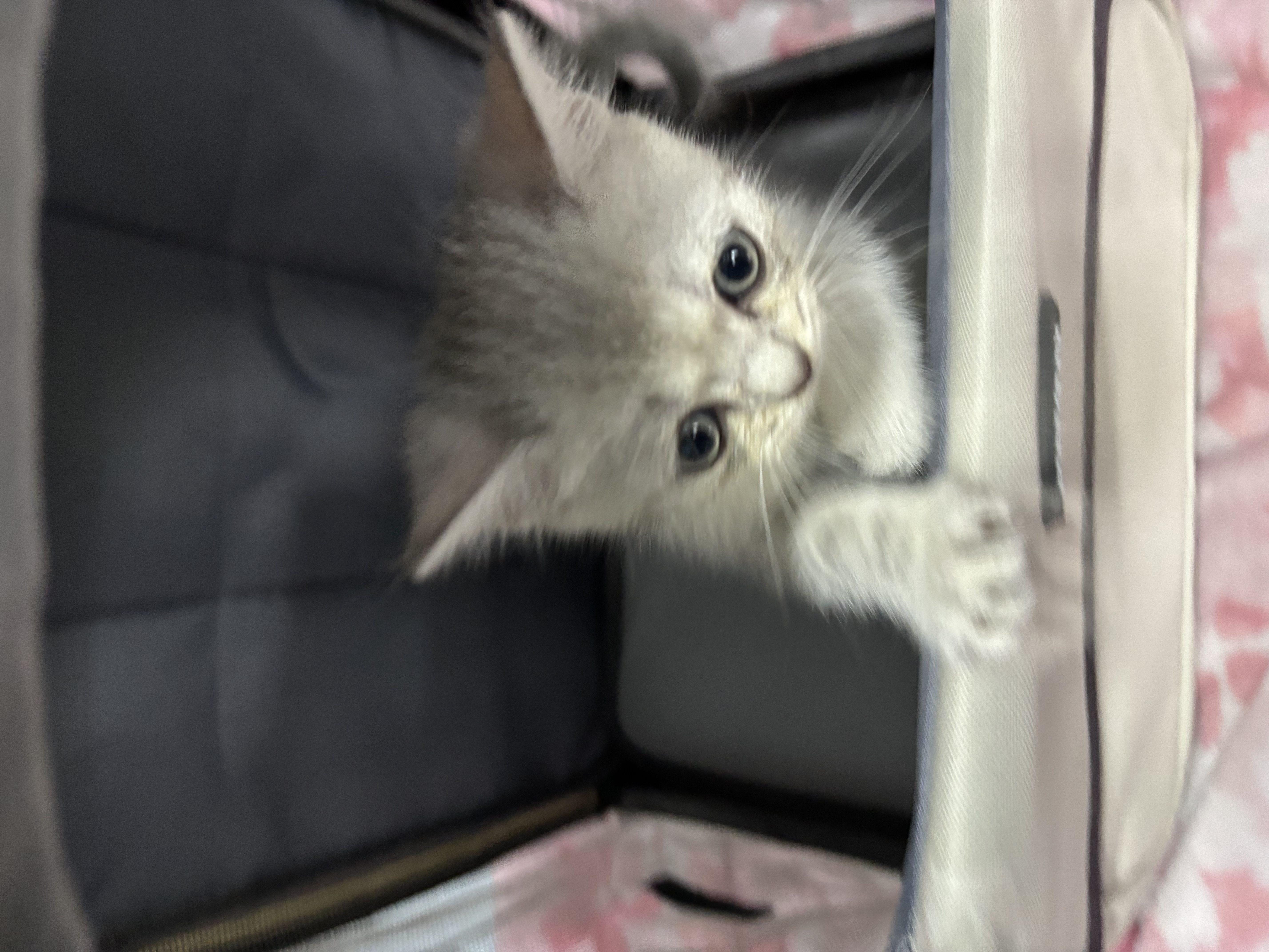 喵先生猫包外出大号宠物包太空舱猫咪背包便携包猫狗双肩包猫包车载箱包 卡其棕 实拍图
