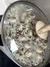 鲜窝窝 中式金橘盐焗大粒粗海盐1kg*2袋海鲜虾蟹鸡香辛料腌制调料 实拍图