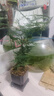 绿萝文竹九里香小叶赤楠禅意盆栽办公室桌面植物小盆景绿植花卉苗 文竹+舍得盆+方底托+青苔 实拍图