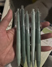 莫兰迪刷题笔ST速干黑色中性笔高颜值马卡龙色按动笔彩色水性黑笔 【抹茶生椰】5支一盒 0.5mm 实拍图