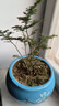 文竹盆栽绿植花卉盆景植物室内客厅水培文松云竹文竹大苗四季常青 小文竹【1颗】原盆原土球发货 高度15-25cm 实拍图