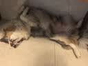 伯纳天纯狗粮小型犬中大型犬生鲜丛林探秘幼犬成犬通用冻干犬粮30斤囤货装 实拍图