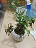 八芽小叶栀子花盆栽开花植物室内桌面茶几好养花卉绿植办公室净化空气 小叶栀子花-陶瓷竖纹盆 带盆栽好 实拍图