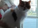 冠能猫粮成猫鸡肉味猫粮60g*3 全价猫粮 稳固免疫 适口性强 实拍图
