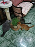 伟嘉猫粮成猫 金装升级营养加油站2kg海洋鱼 名目靓毛夹心粮蓝猫英短 实拍图
