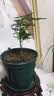 文竹盆栽绿植花卉盆景植物室内客厅水培文松云竹文竹大苗四季常青 文竹【1颗】原盆原土球发货 高度15-25cm 实拍图