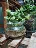 铜钱草水培植物大叶水栽鱼缸水养绿植金钱草小水草客厅室内外花卉 铜钱草盆栽（2盆） 实拍图