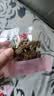 百草味老式五香牛肉干300g 散称独立小包 四川牛肉干特产馋嘴休闲小零食 实拍图