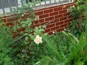 松下（Panasonic）Lumix G100D M43画幅相机 M43卡口 微单相机 无反数码相机 G100D单机+【25mmF1.7】单镜头定焦 实拍图