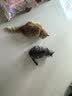 伟嘉猫粮成猫夹心粮 全价粮吞拿鱼1.3kg布偶蓝猫橘猫加菲英短猫咪 实拍图