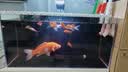 创宁水陆两用变频水泵静音过滤循环潜水泵CN9500-18W 10档流量调节 实拍图