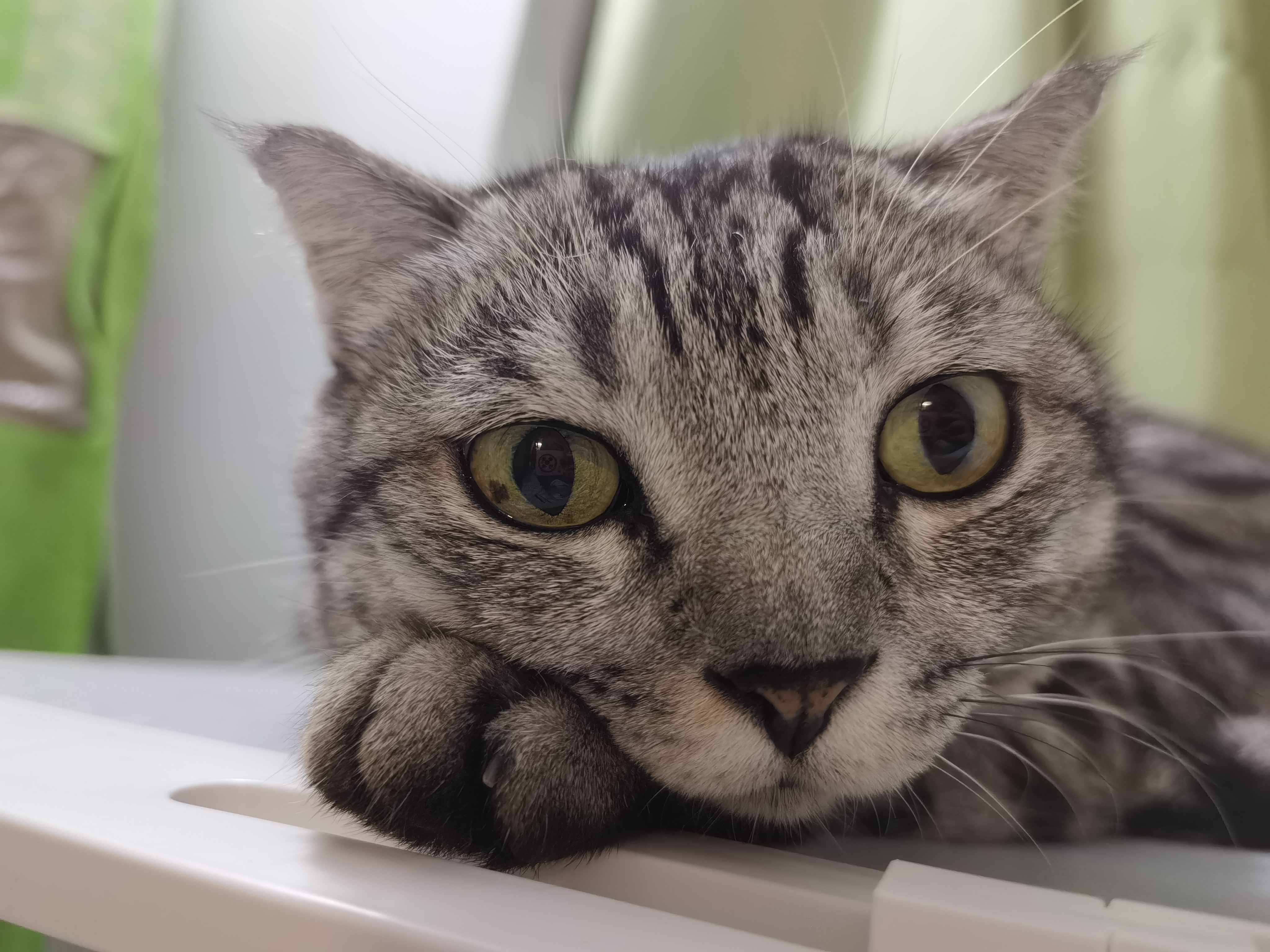大宠爱 猫驱虫药 体内外同驱耳螨虱子跳蚤虫 2.6-7.5kg成猫 6支装 实拍图