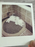 pidan猫砂 纯豆腐猫砂2.4kg*4包强力吸臭不易带出 可冲厕所非膨润土砂 实拍图