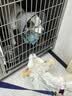 伯纳天纯鸭肉梨冻干三拼全价狗粮中大型犬小型犬成年犬粮10kg/20斤 实拍图