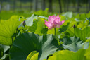 腾龙（Tamron）A065S 70-180mm F/2.8 Di III VC VXD G2二代防抖大光圈长焦变焦全画幅微单镜头(索尼全幅E口) 实拍图