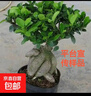 金钱榕树盆景老桩小叶榕苗木造型盆栽人参榕室内绿植提根绿植矮莊 小富贵榕20cm左右高度 实拍图