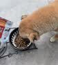 麦富迪狗粮 无谷牛肉双拼狗粮成犬 小型犬中大型犬通用10kg/20斤 实拍图