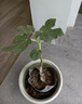 爱丽思（IRIS）Deepot花盆加厚树脂控根圆口绿萝绣球月季多肉发财树塑料加仑花盆 5号白色(口径约17cm)约2L 实拍图