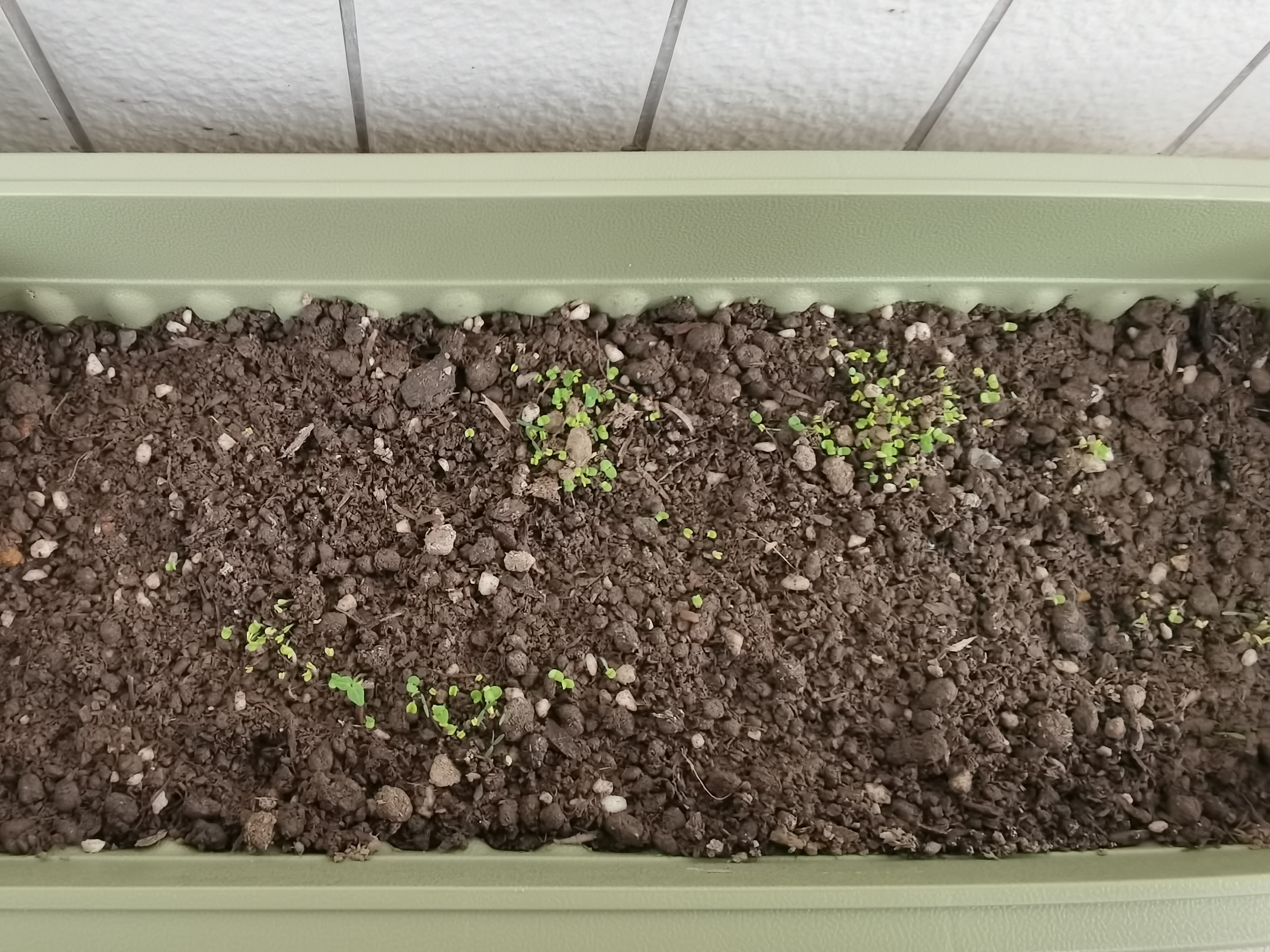 食用薄荷种子猫薄荷盆栽四季室内驱蚊虫植物阳台易种花卉种孑籽 猫薄荷100粒 不含盆 实拍图