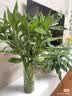 苏沥富贵竹水培植物绿植室内盆栽客厅招财粗杆带根水养节节高特级竹子 富贵竹 【买10送10】特级富贵竹65-76cm【20颗】 实拍图